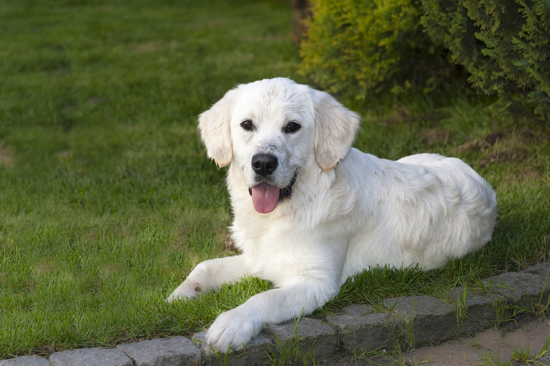 The Do's and Don'ts to Dog Parks