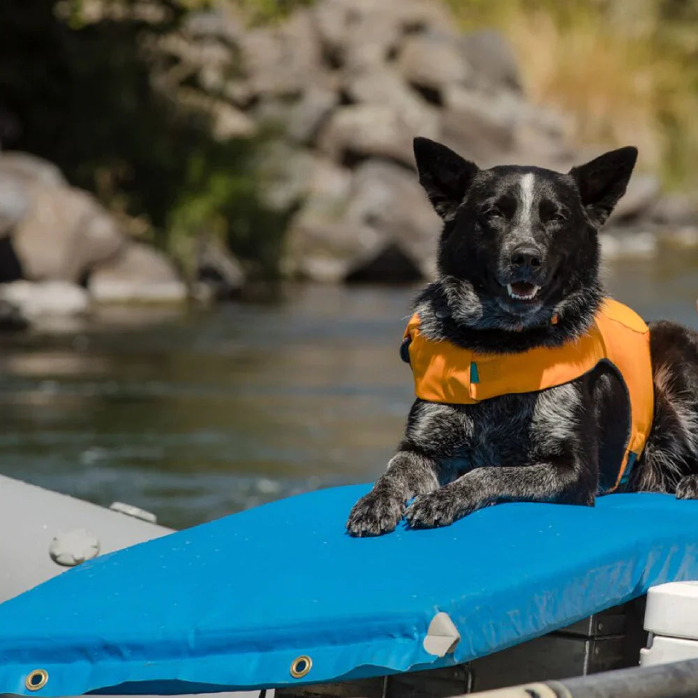 Breeds That Struggle with Swimming