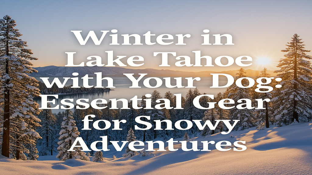 Winter in Lake Tahoe with Your Dog: Essential Gear for Snowy Adventures