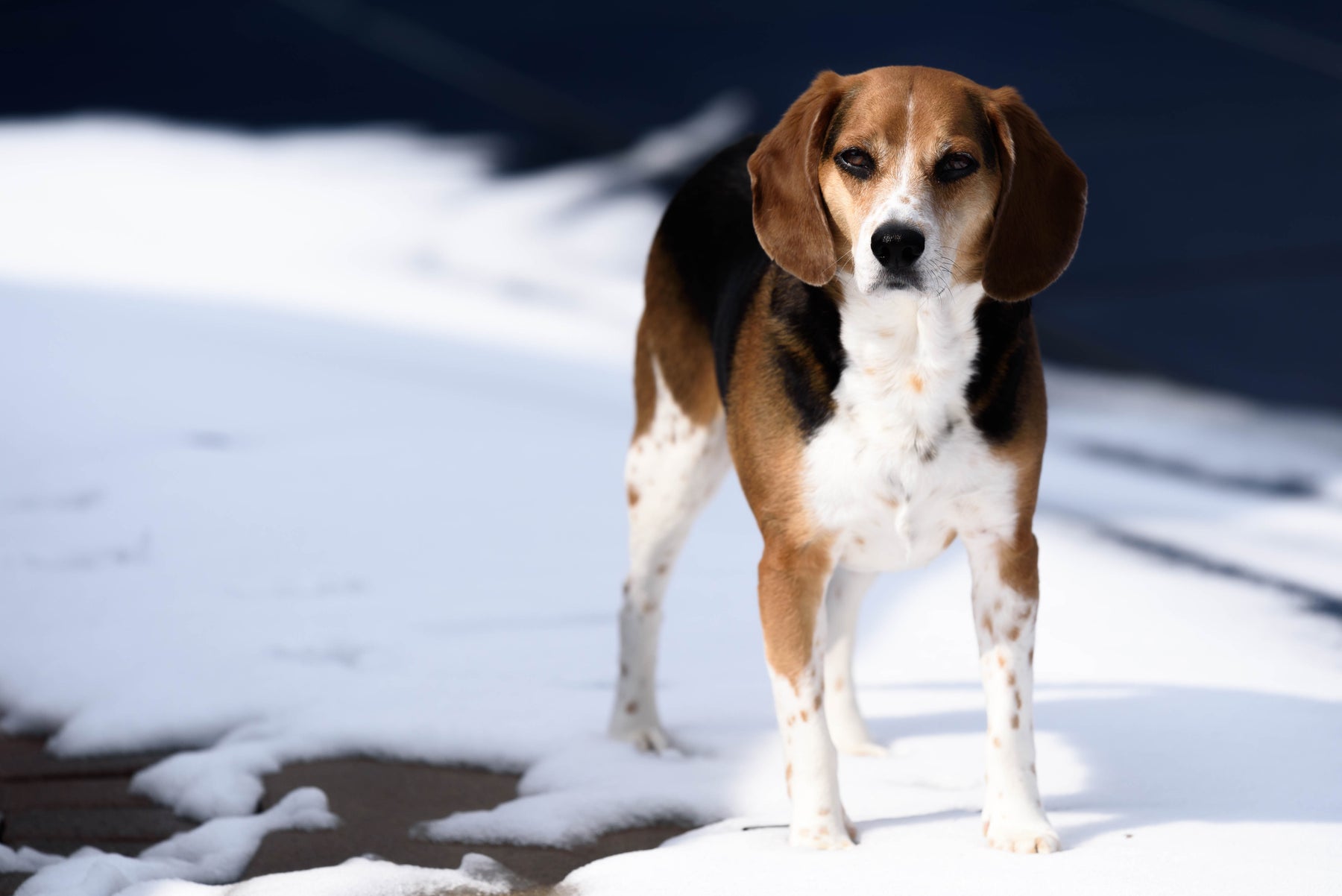 How to Protect Your Pet During the Winter