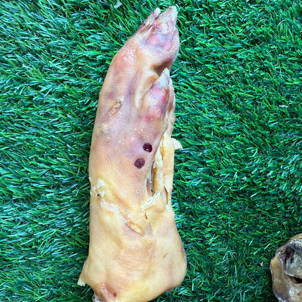 Golden Nibbles - Pork Trotter/Pig Foot - 8-9 in - Long Lasting Chew For Dogs - Dog.Dog.Cat.