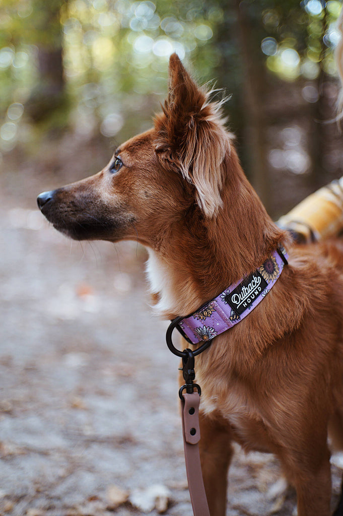 Bees Knees Lilac Dog Collar - Dog.Dog.Cat.