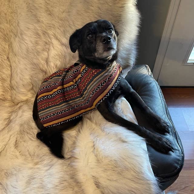 Walking Palm - 100% Hand-Woven Dog Poncho - Sonora - Dog.Dog.Cat.
