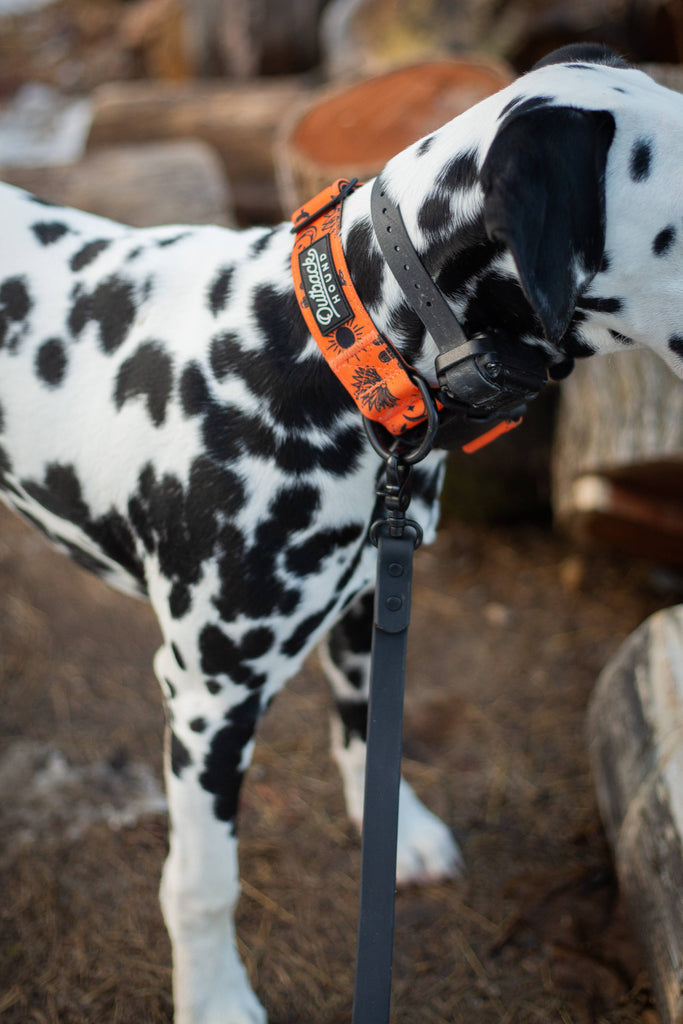 Orange Agave Dog Collar - Dog.Dog.Cat.