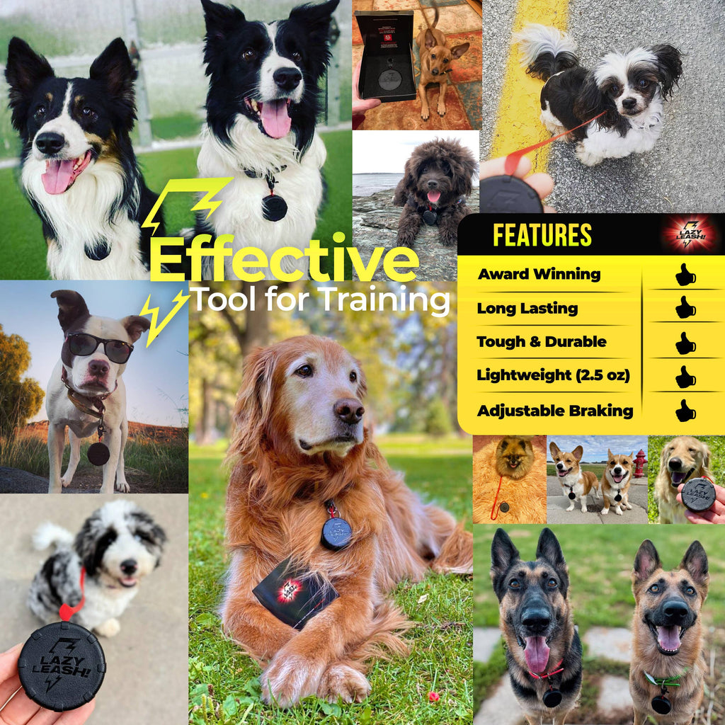 Lazy Leash! - LAZY LEASH! ⚡️ Mini Power Leash! - Dog.Dog.Cat.