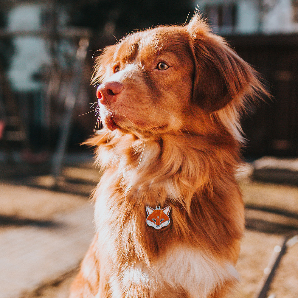 Wild Fox ID Tag - MyFamily - Dog.Dog.Cat.