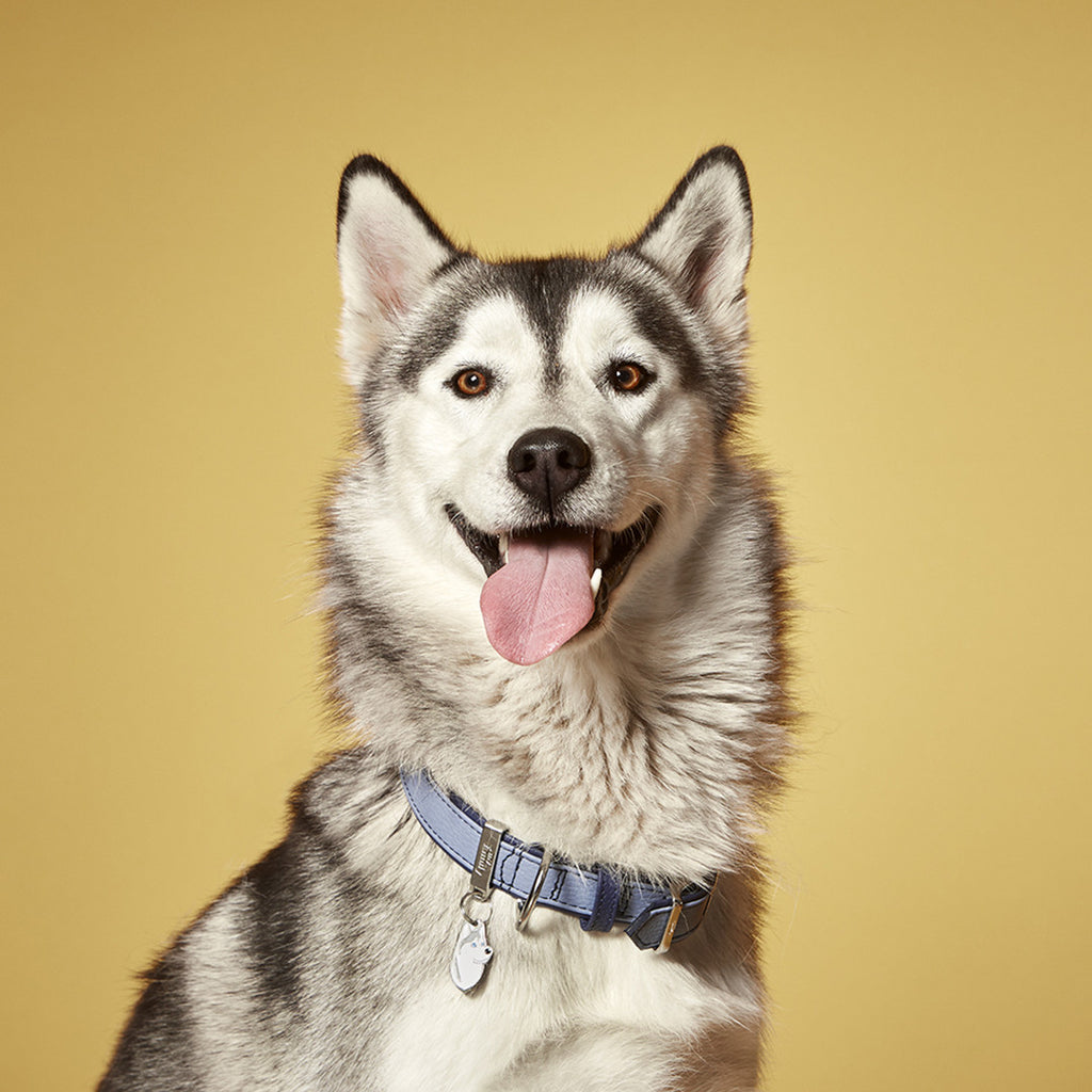 Friends Siberian Husky ID Tag - MyFamily - Dog.Dog.Cat.