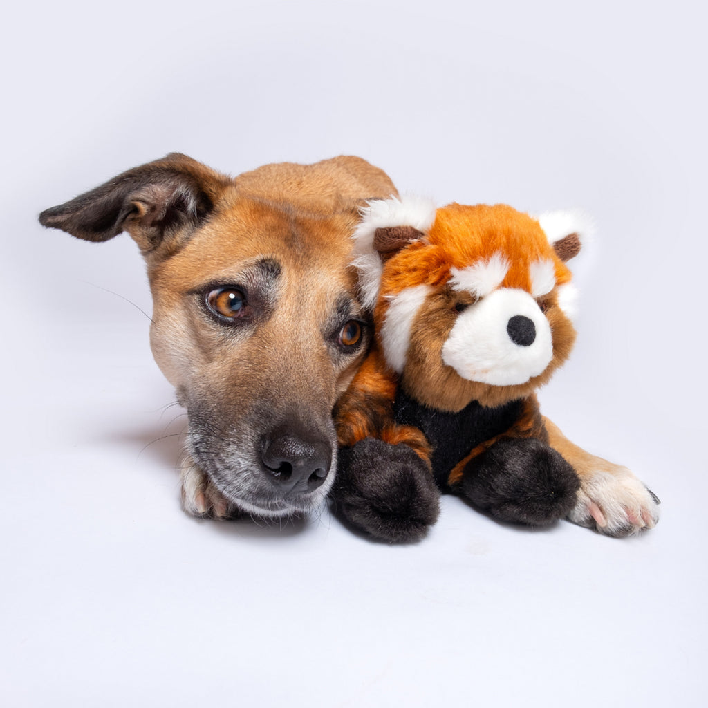 Fluff and Tuff Dog Toy- Archie the Red Panda - Dog.Dog.Cat.