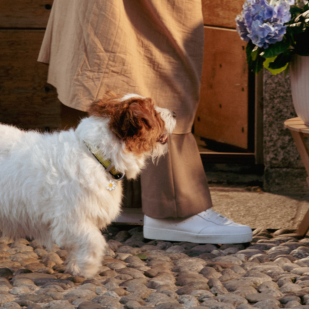Charms Daisy ID Tag - MyFamily - Dog.Dog.Cat.