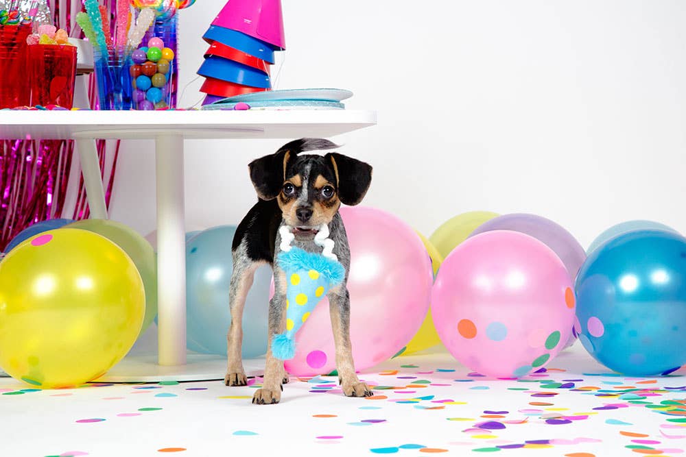 BARK The Party Farter Medium - Dog.Dog.Cat.