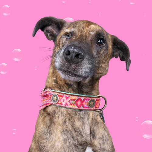 Dog with a Mission -BOHO Rosa Dog Collar - Dog.Dog.Cat.