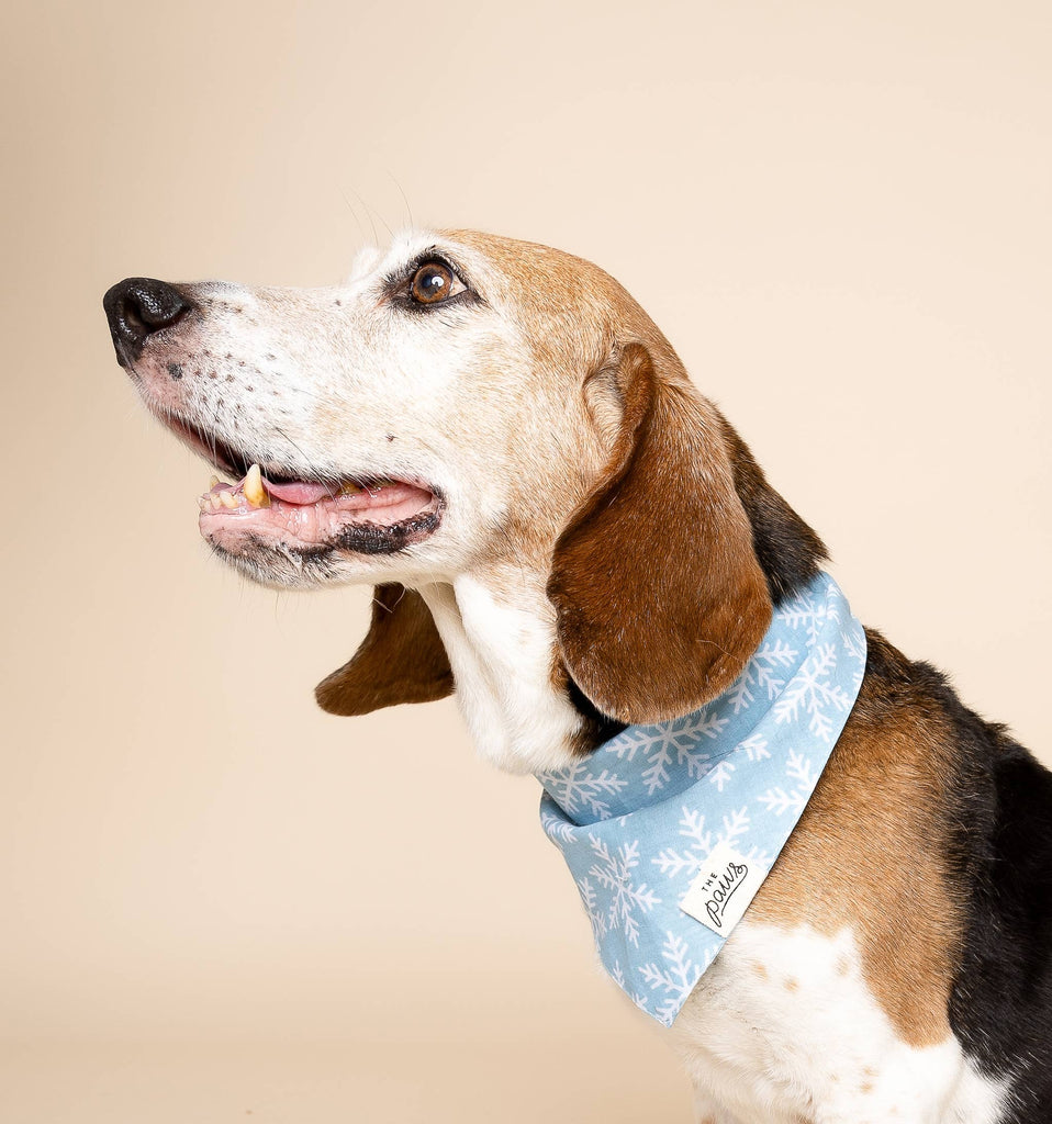The Paws - Frozen Winter Dog Bandana - Dog.Dog.Cat.