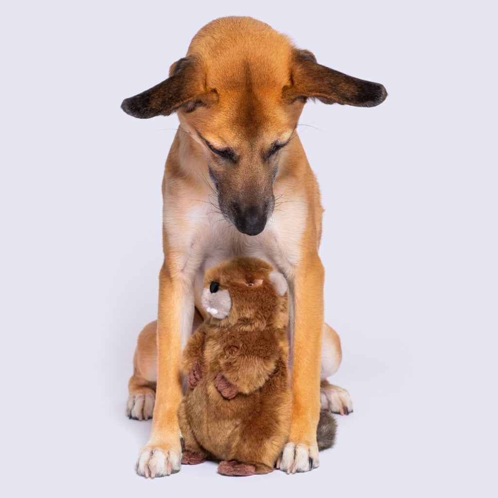 Fluff and Tuff Dog Toy- Troy the Beaver - Dog.Dog.Cat.
