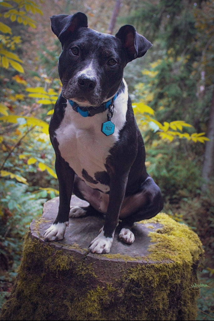 Besties Pets - Salt and Sun Silicone Dog ID Tag - Dog.Dog.Cat.