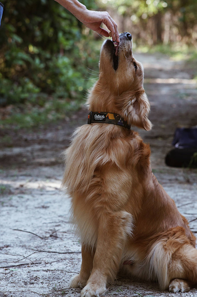 Enchanted Forest Dog Collar - Dog.Dog.Cat.