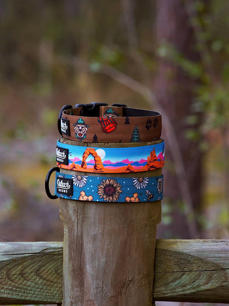 Bees Knees Teal Dog Collar - Dog.Dog.Cat.