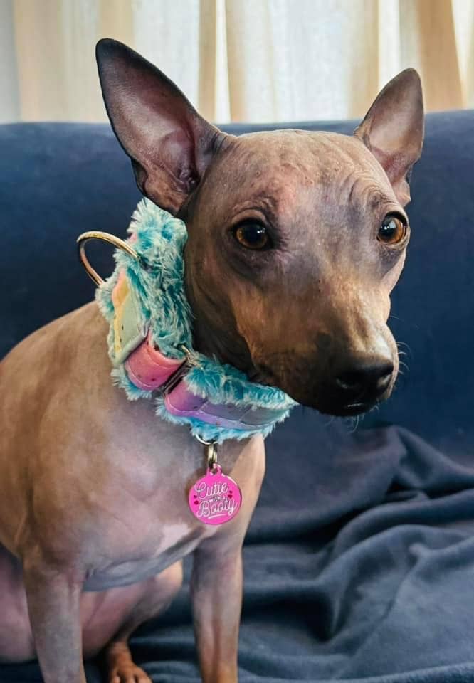 Cute Dog Collar Charm Personalized - Cutie with a Booty - Dog.Dog.Cat.