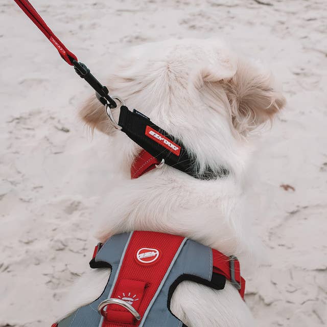 Ezydog Checkmate Collar - Dog.Dog.Cat.