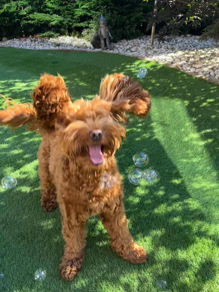 Meaty Bubbles - Cheese flavoured pet bubbles for cats and dogs  - Dog.Dog.Cat.