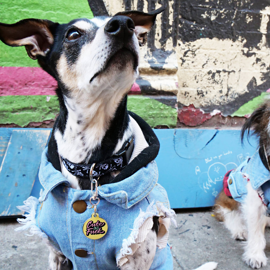 Personalized Pet ID Tag Collar Charm - Cute as Fuck - Dog.Dog.Cat.