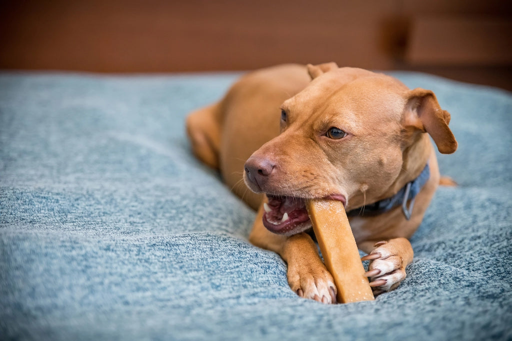 Dog Chews from the Himalayan Mountains of Nepal - Dog.Dog.Cat.