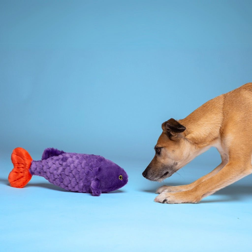 Fluff and Tuff Dog Toy- Cici the Tropical Fish - Dog.Dog.Cat.