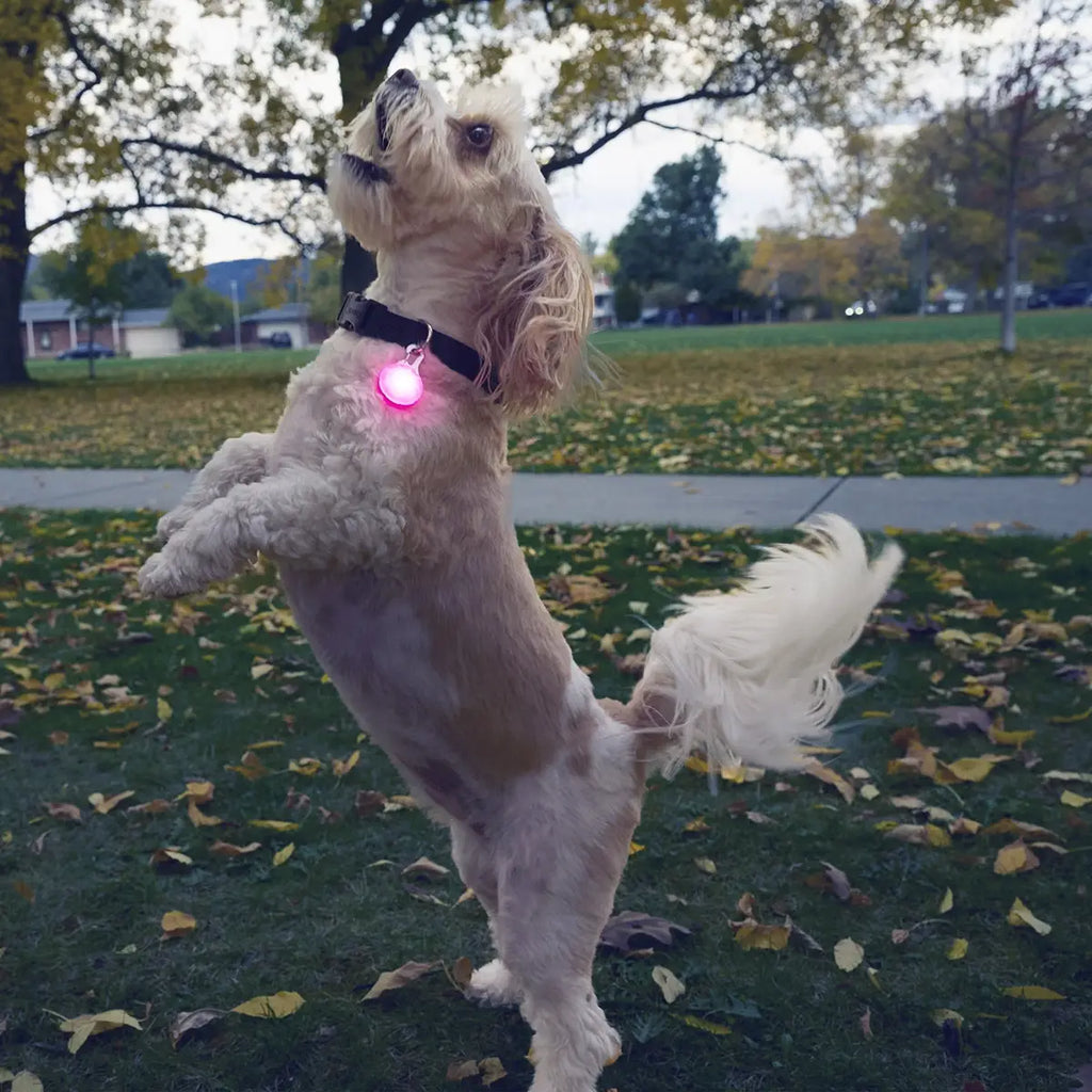 Nite Ize SpotLit® Rechargeable Collar Light - Pink - Dog.Dog.Cat.