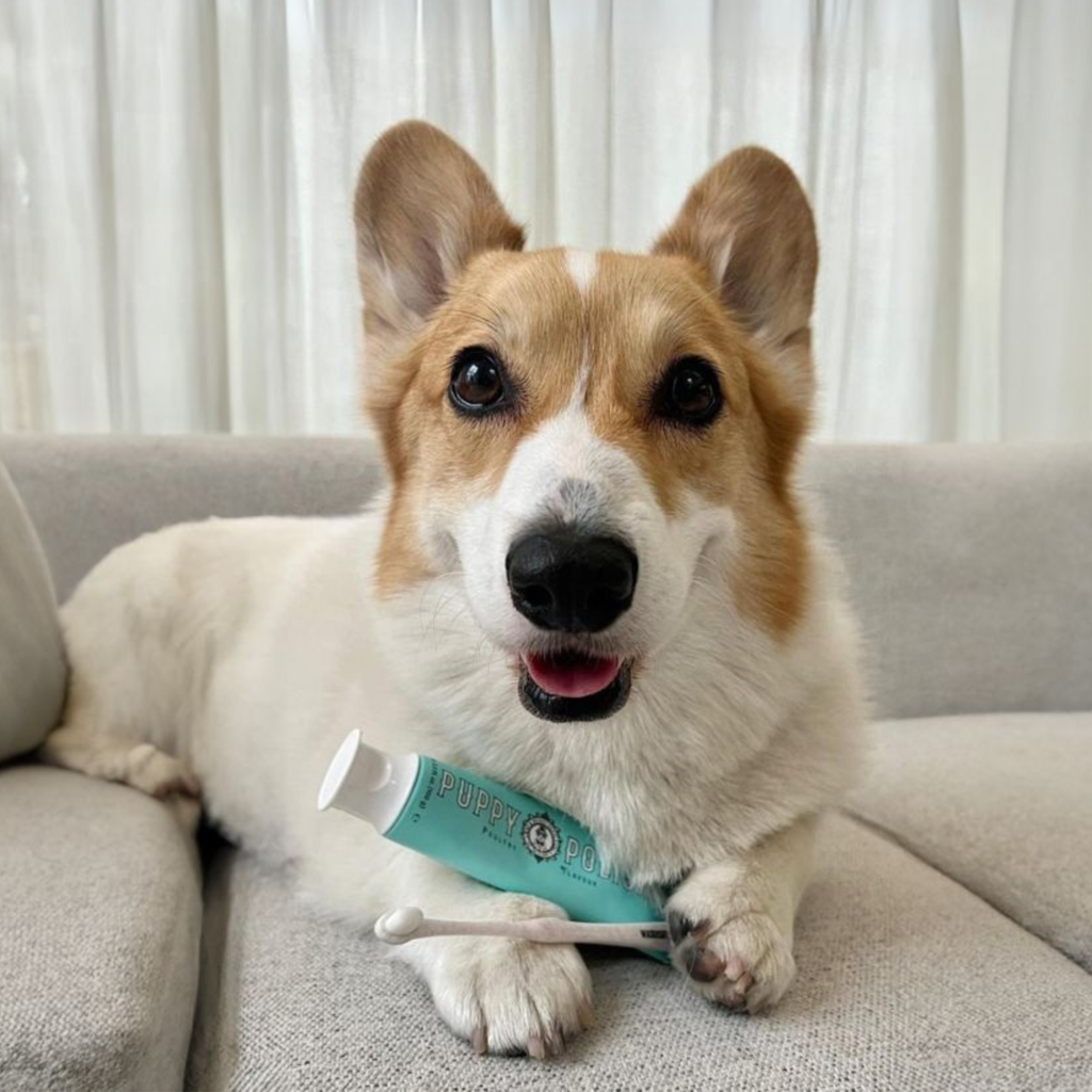 Wag & Bright Supply Co. - Puppy Polish Toothpaste - Filet Mignon (Beef) - Dog.Dog.Cat.