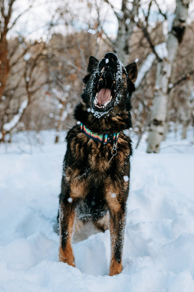Mountain Sunset Dog Collar - Dog.Dog.Cat.