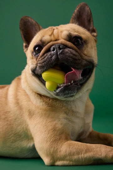 Earth Rated Rubber Chew Dog Toy Fetch Toy Yellow - Dog.Dog.Cat.