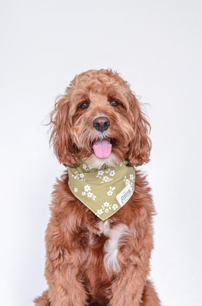 The Paws - Pippin Dog Bandana - Dog.Dog.Cat.