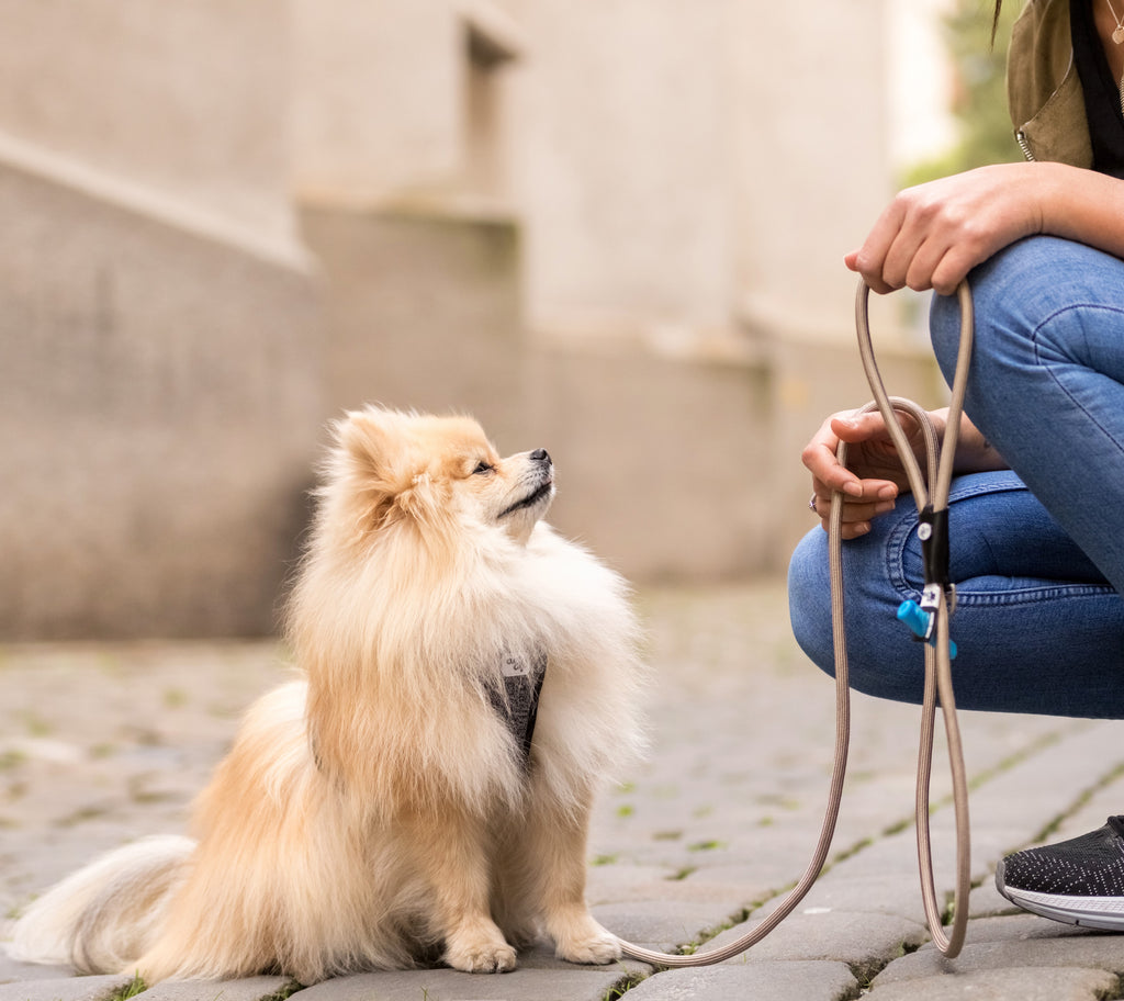 Curli Stretch Comfort Leash - Tan - Dog.Dog.Cat.