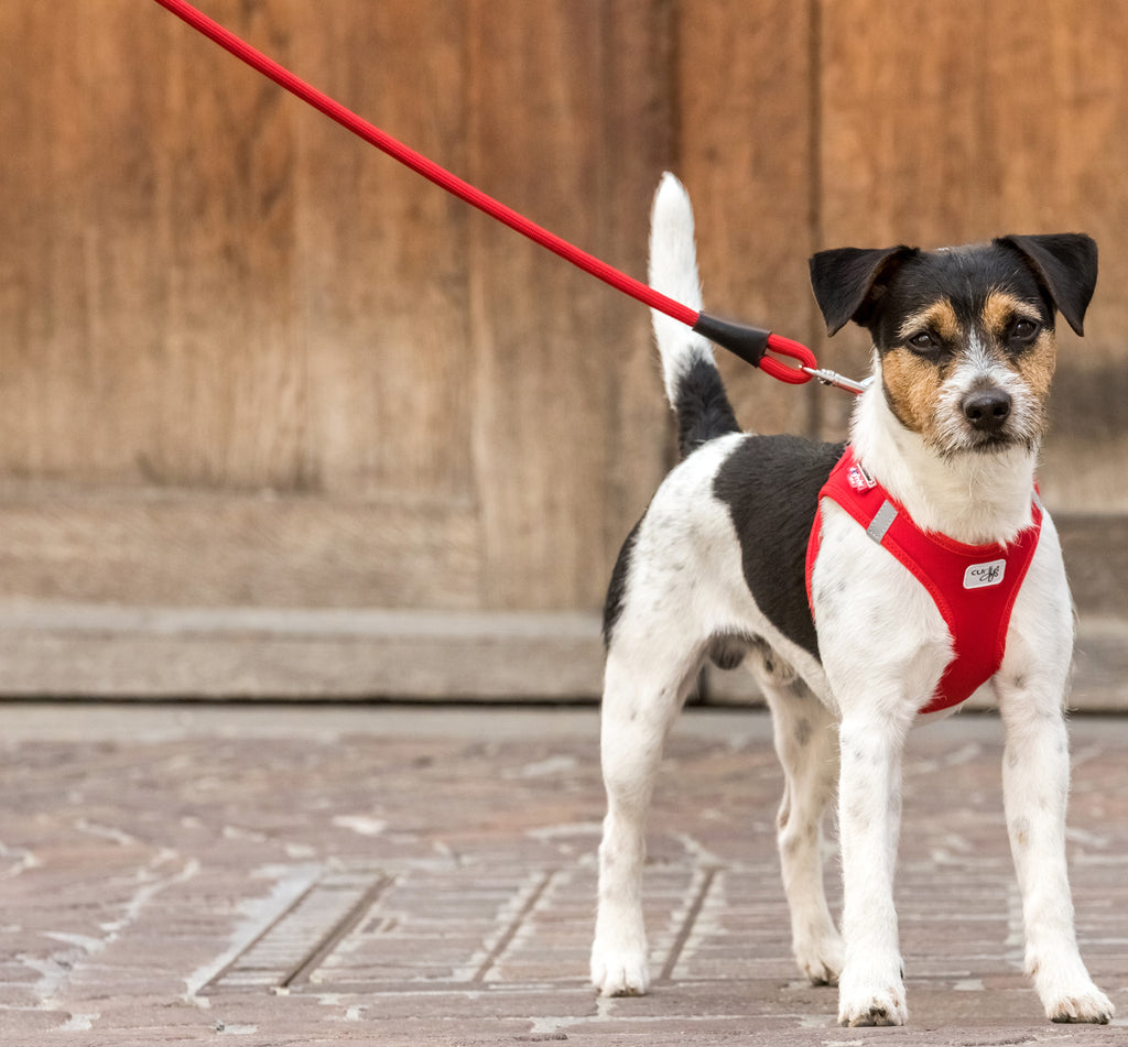 Curli Stretch Comfort Leash - Durable and Flexible Dog Leash for Comfortable Walks - Red - Dog.Dog.Cat.