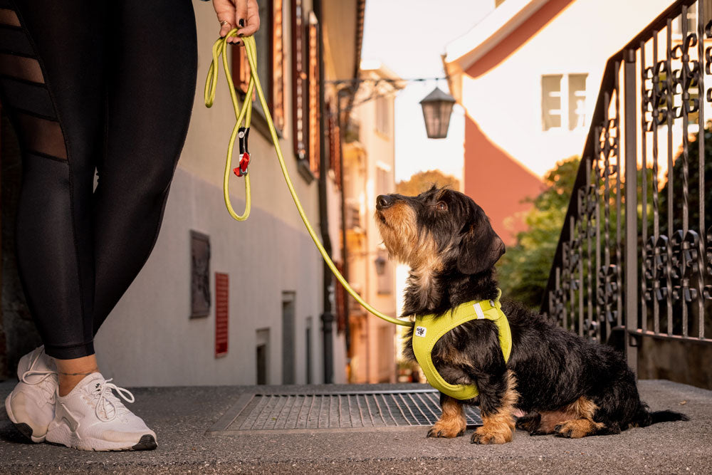 Curli Air Mesh Clasp Vest Harness Ultra lightweight in many colors - Dog.Dog.Cat.
