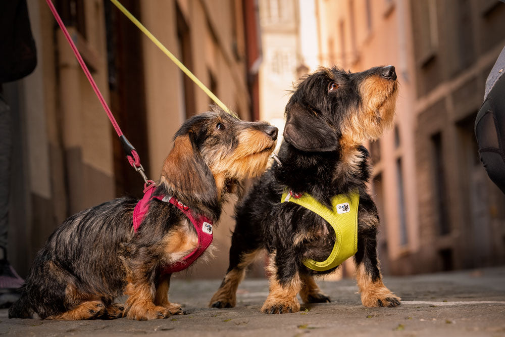 Curli Air Mesh Clasp Vest Harness Ultra lightweight in many colors - Dog.Dog.Cat.