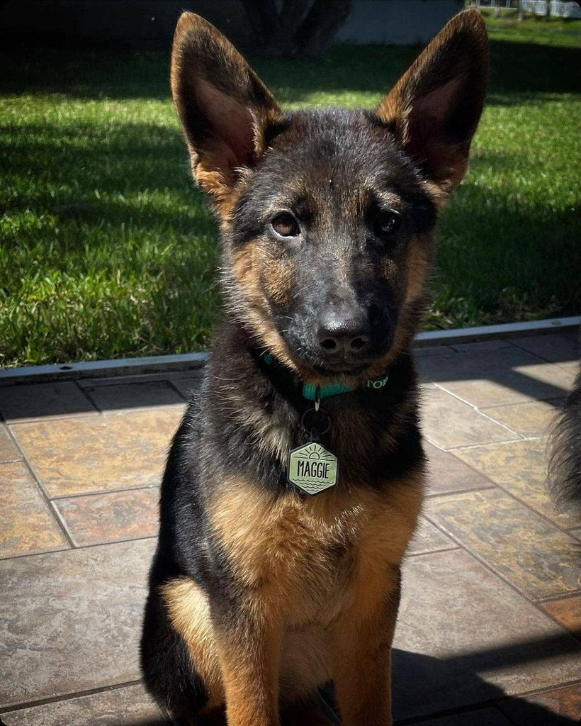 Besties Pets - Salt and Sun Silicone Dog ID Tag - Dog.Dog.Cat.