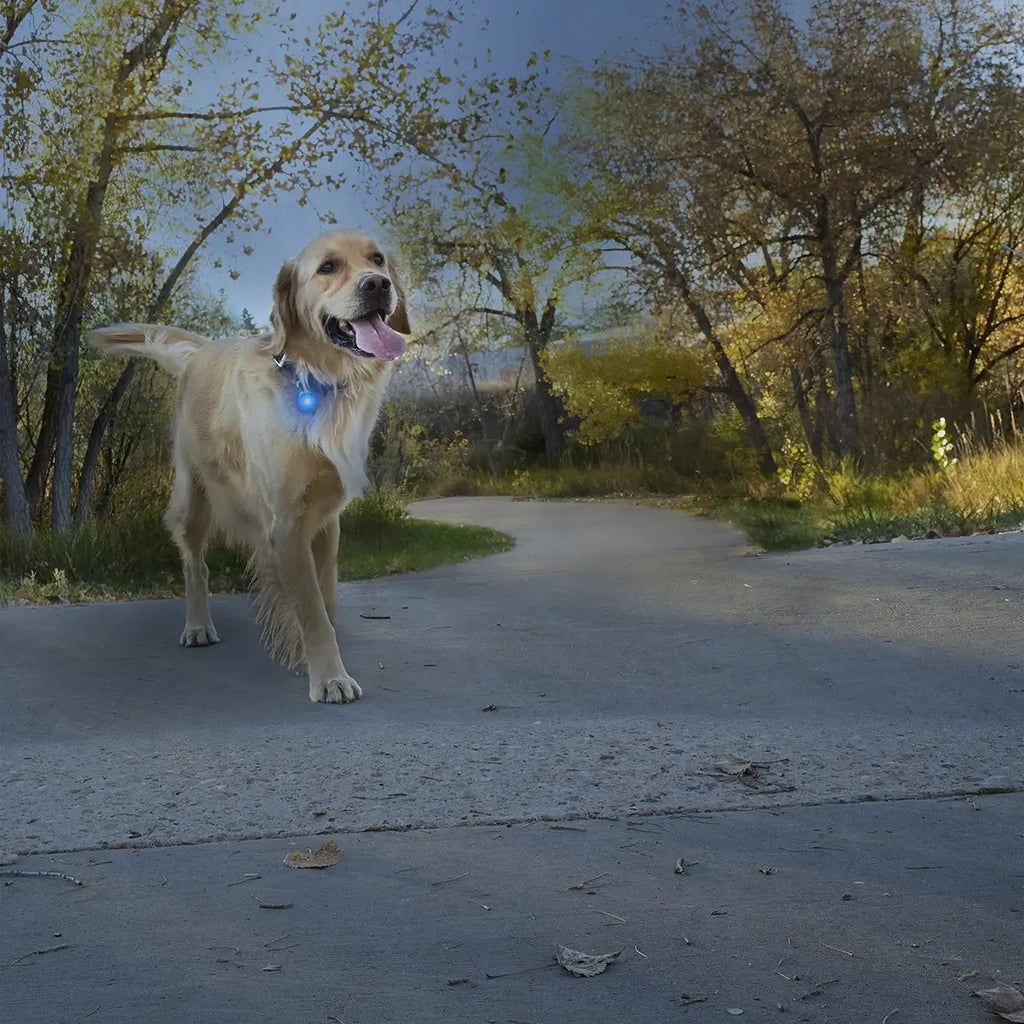 Nite Ize SpotLit® Rechargeable Collar Light - Blue - Dog.Dog.Cat.
