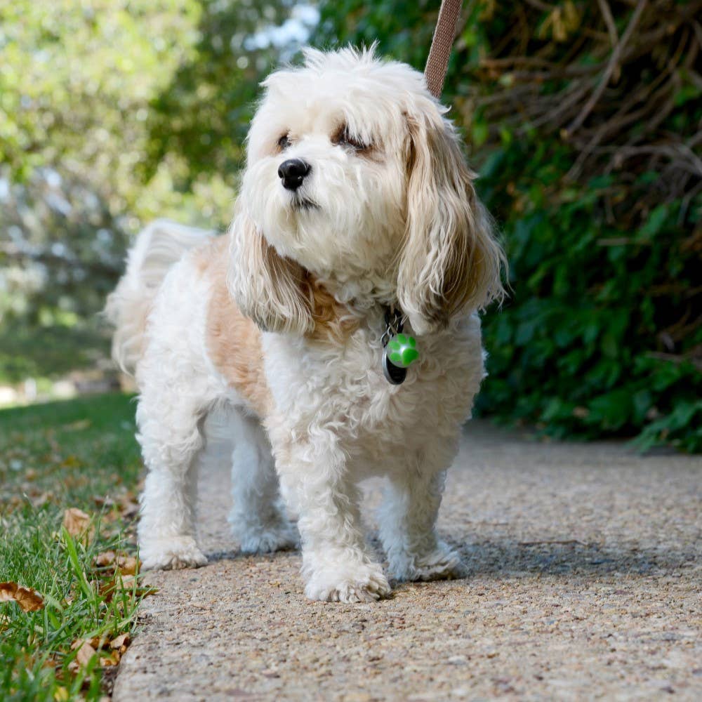 Nite Ize PetLit Collar Light - Lime Paw - Dog.Dog.Cat.