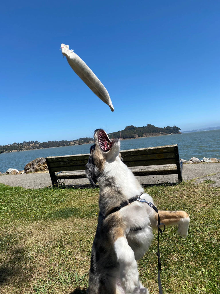 Go Go Dog Toys - Recycled Fire Hose - Rubber Lined Throw Dog Toy - Large - Dog.Dog.Cat.