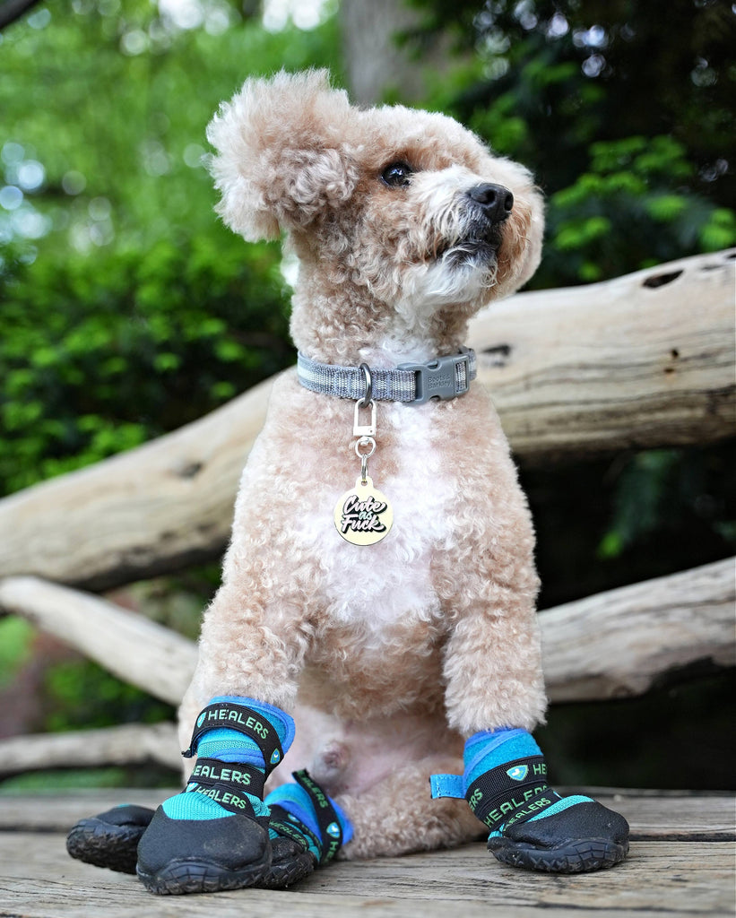 Personalized Pet ID Tag Collar Charm - Cute as Fuck - Dog.Dog.Cat.