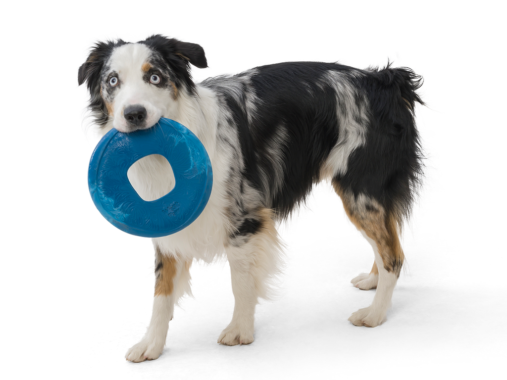 West Paw - Sailz® Dog Flying Disc Fetch Toy - Dog.Dog.Cat.