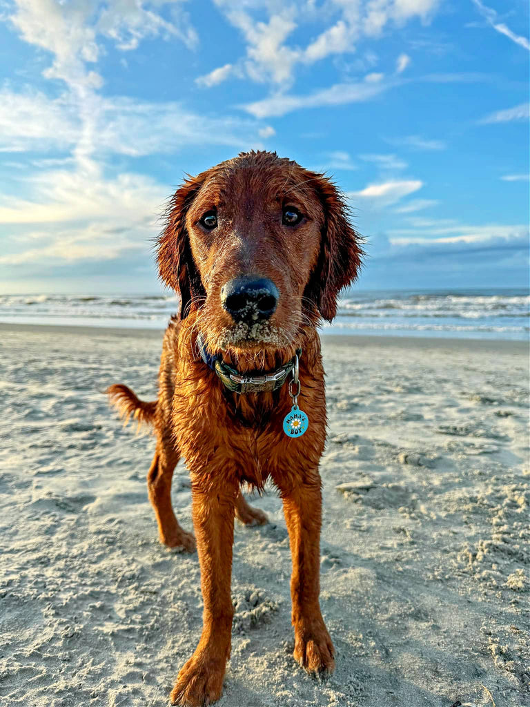 Mama's Boy - Enamel Dog ID Tag with Personalized QR Code - - Dog.Dog.Cat.