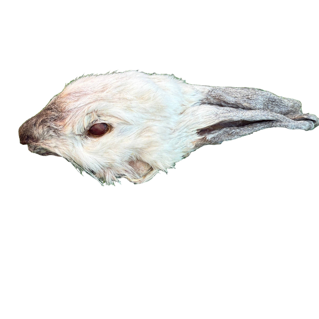 Golden Nibbles - Rabbit Head (Whole) - Dehydrated for Dogs - Dog.Dog.Cat.