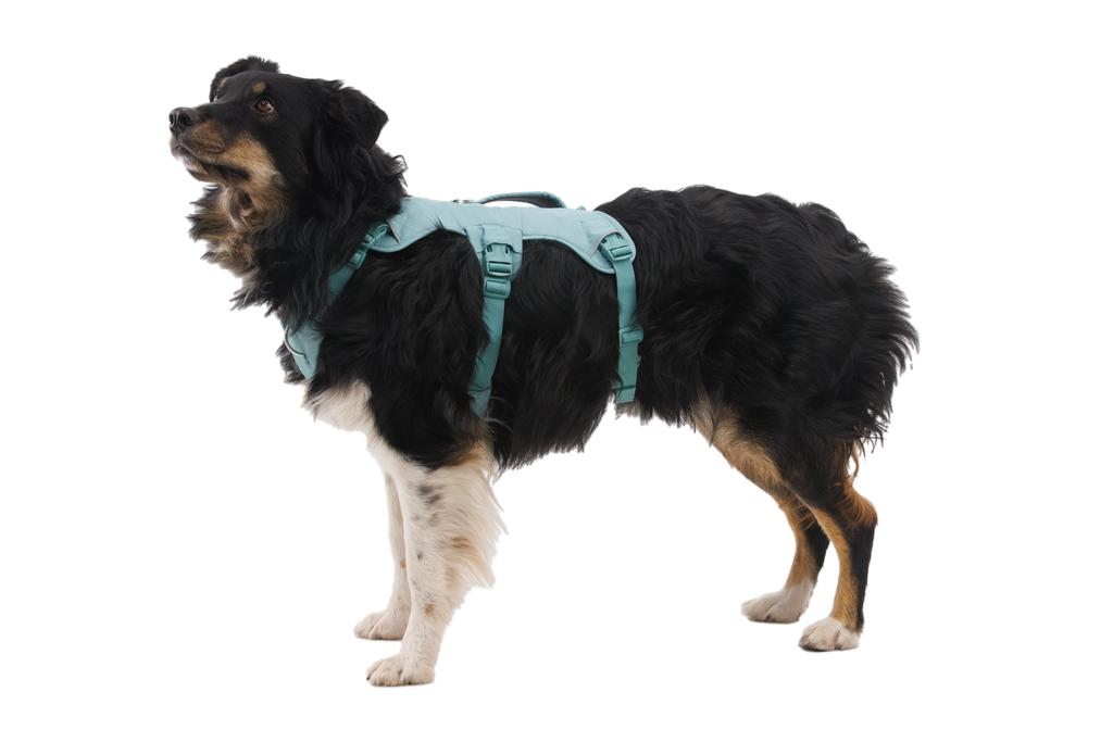 Web Master™ Dog Harness with Handle harness with neck buckle and handle - Dog.Dog.Cat.