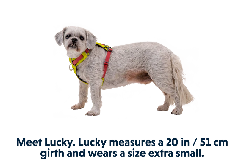 Ruffwear Hi & Light Lightweight Harness - Dog.Dog.Cat.