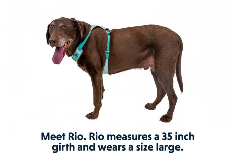 Ruffwear Hi & Light Lightweight Harness - Dog.Dog.Cat.