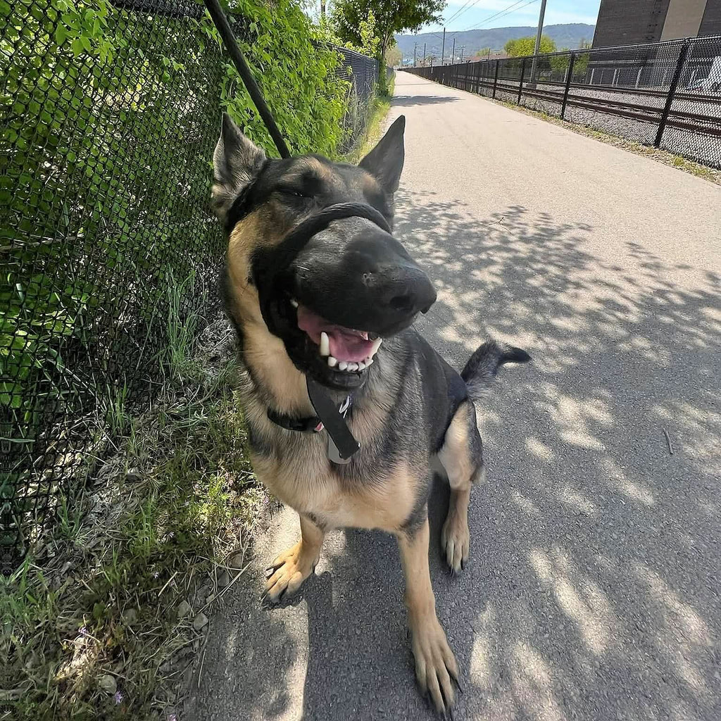 Heather's Heroes Sidekick Leash - Dog.Dog.Cat.