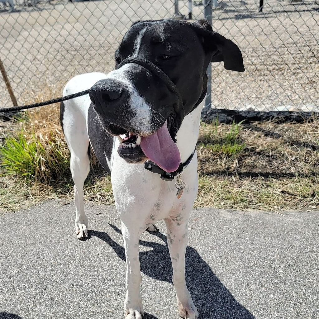 Heather's Heroes Sidekick Leash - Dog.Dog.Cat.