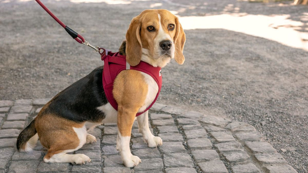 Curli Air Mesh Clasp Vest Harness Ultra lightweight in many colors - Dog.Dog.Cat.