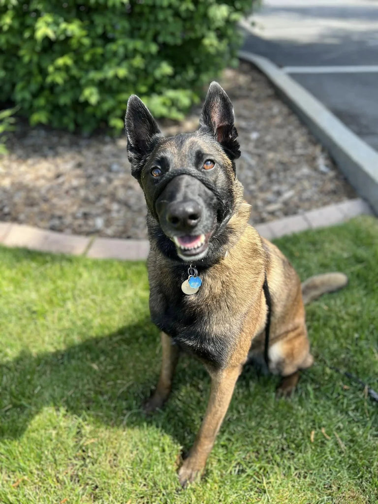 Heather's Heroes Sidekick Leash - Dog.Dog.Cat.